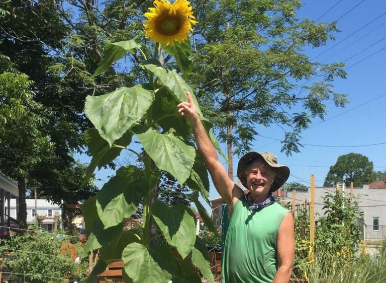 sentinel sunflower